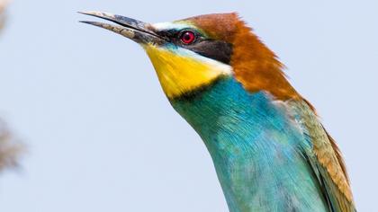 European Bee-eater