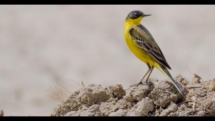 Western Yellow Wagtail