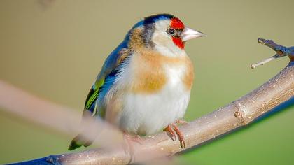 European Goldfinch
