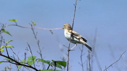 Booted Warbler