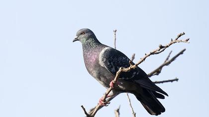 Rock Dove