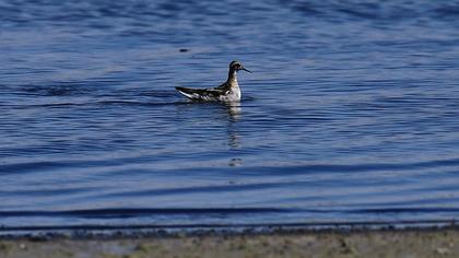 Red-necked Phalarope