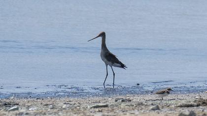 Black-tailed Godwit