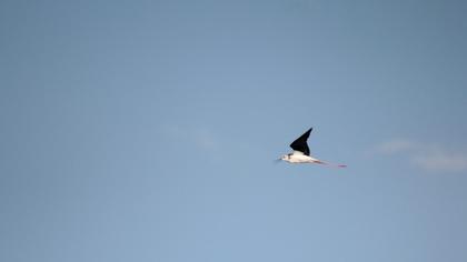 Black-winged Stilt