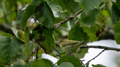 Green Warbler