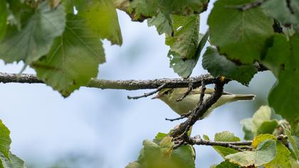 Green Warbler