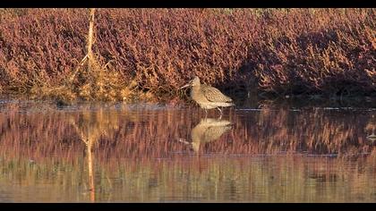 Bar-tailed Godwit