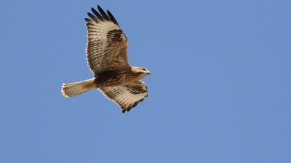 Long-legged Buzzard