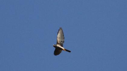 Levant Sparrowhawk