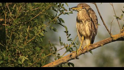 Black-crowned Night Heron