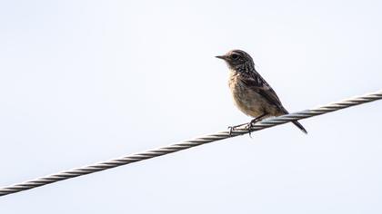 European Stonechat