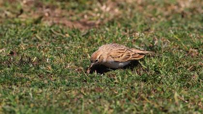 Greater Short-toed Lark