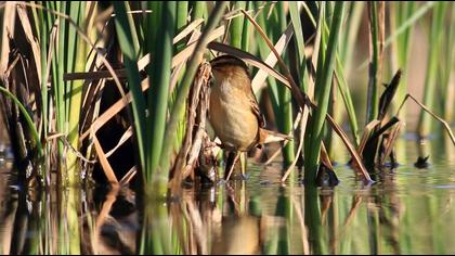 Sedge Warbler