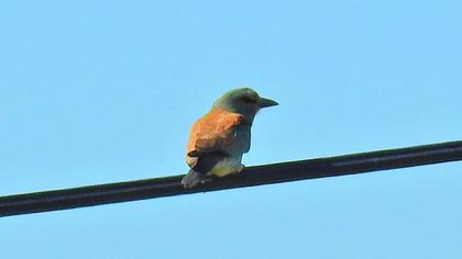 European Roller