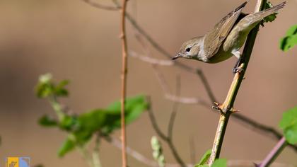 Garden Warbler