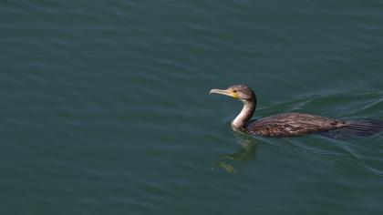 Great Cormorant