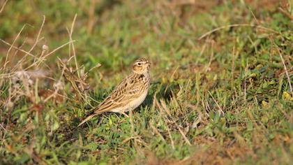 Eurasian Skylark