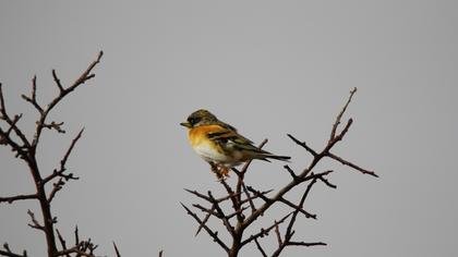 Brambling