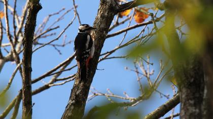Great Spotted Woodpecker