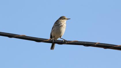 Water Pipit