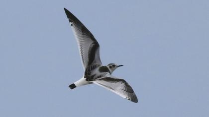 Little Gull