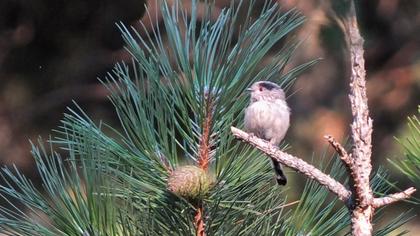 Long-tailed Tit