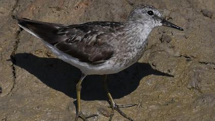 Sarıbacaklı kumkuşu