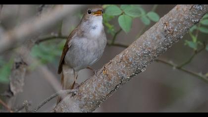 Common Nightingale