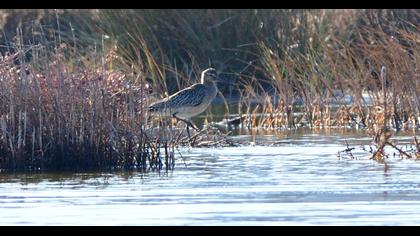 Bar-tailed Godwit