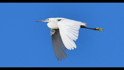 Little Egret