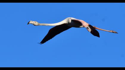 Greater Flamingo