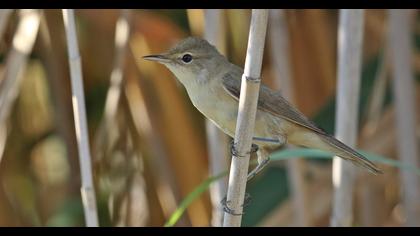 Eurasian Reed Warbler