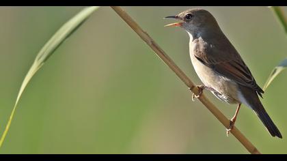Common Whitethroat