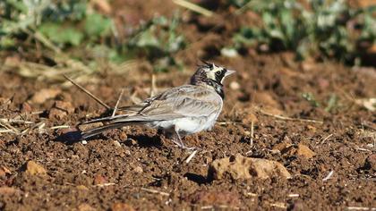 Horned Lark