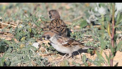 Eurasian Tree Sparrow