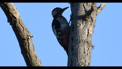 Syrian Woodpecker