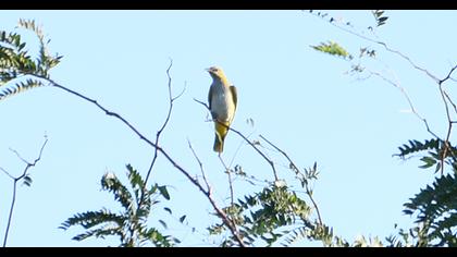 Eurasian Golden Oriole