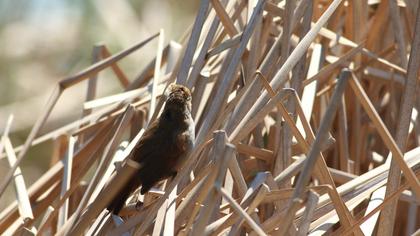 Cetti`s Warbler