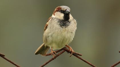 House Sparrow