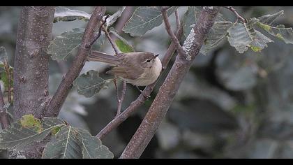 Mountain Chiffchaff