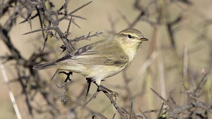 Willow Warbler