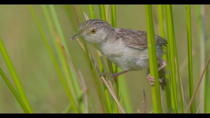 Delicate prinia