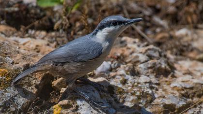 Western Rock Nuthatch