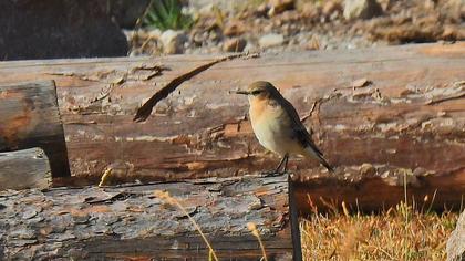 Northern Wheatear
