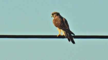 Common Kestrel