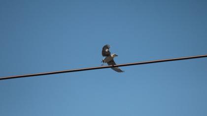 Lesser Grey Shrike