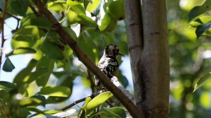 Lesser Spotted Woodpecker