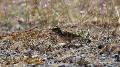 Woodlark