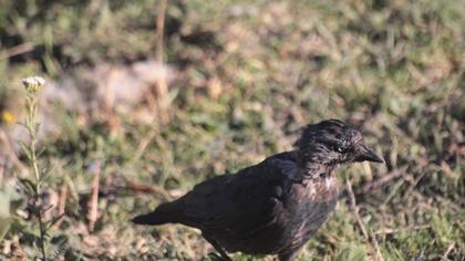 Western Jackdaw