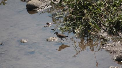 Wood Sandpiper